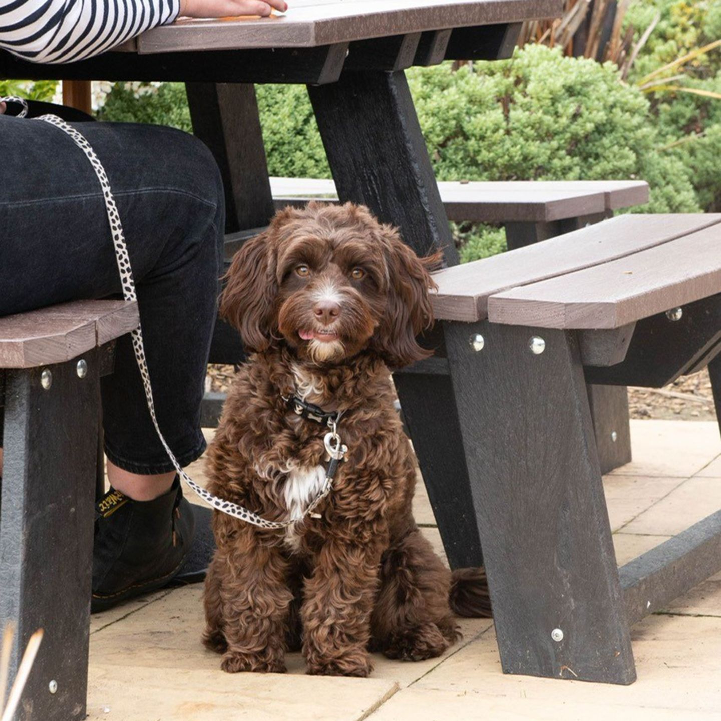 Your local dog friendly pub in Hollingwood